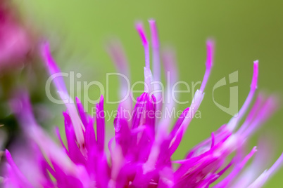 Pink flower closeup