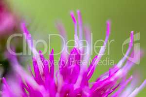 Pink flower closeup