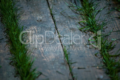 Grass and boards
