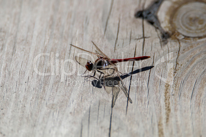 Dragonfly on a wooden board