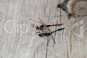Dragonfly on a wooden board