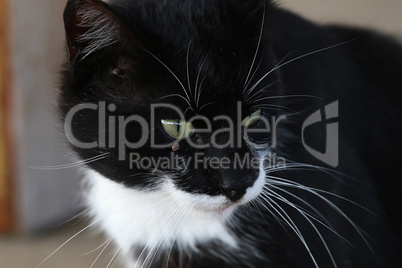 Portrait of black and white cat