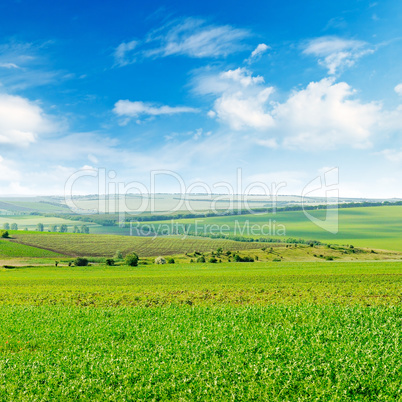 Picturesque green field and blue sky with light clouds.