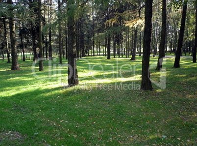 coniferous forest