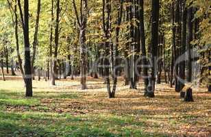 trees in autumn day