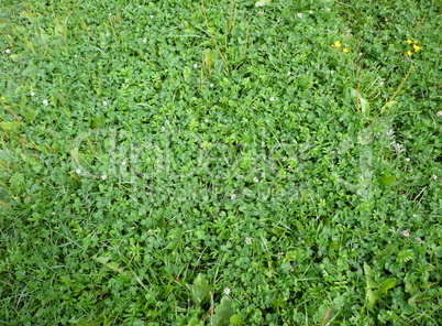 green clover