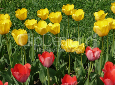 red and yellow tulip at spring red and yellow tulip at spring