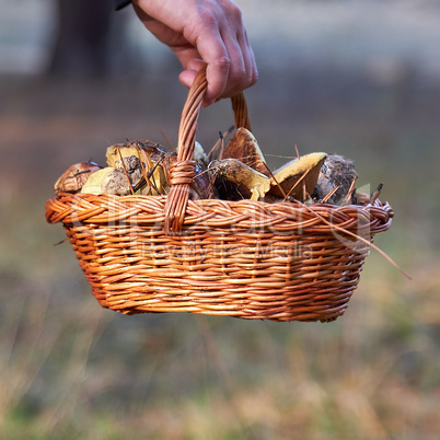 basket with forest mushrooms in a female hand
