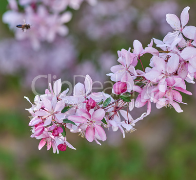 branch of decorative cherry with pink flowers