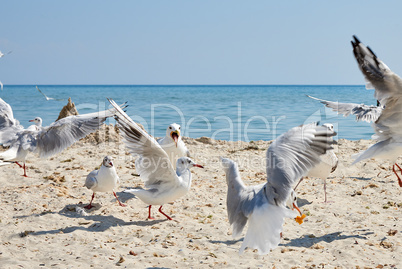 flock of seagulls on the beach