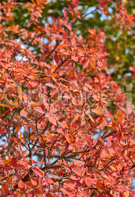 red leaves of Cotinus coggygria , close up