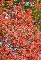 red leaves of Cotinus coggygria , close up