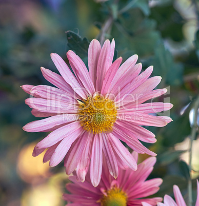 pink blooming chrysanthemum