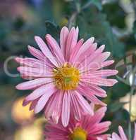 pink blooming chrysanthemum