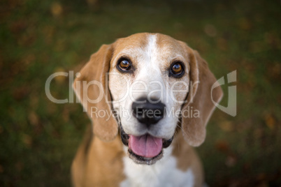 Portrait of a beagle dog