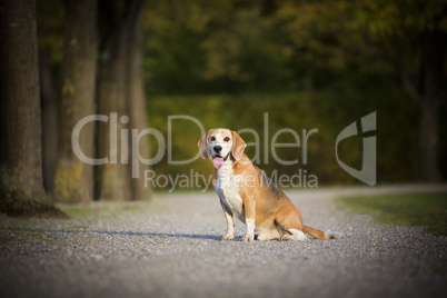 Portrait of a beagle dog