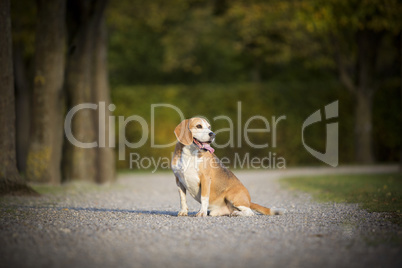 Portrait of a beagle dog