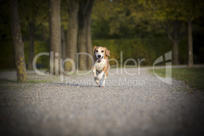 Beagle runs free