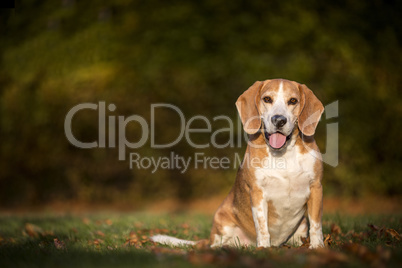 Portrait of a beagle dog