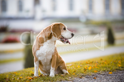 Portrait of a beagle dog