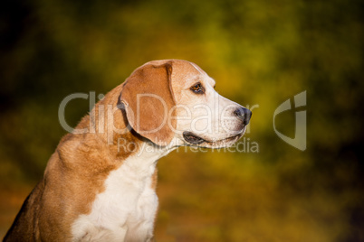 Portrait of a beagle dog