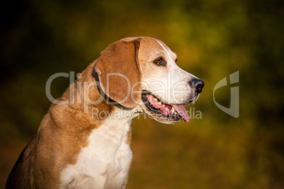 Portrait of a beagle dog