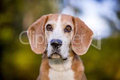 Portrait of a beagle dog