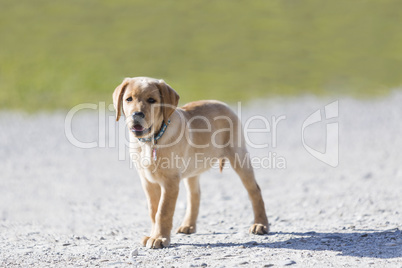 Young  golden retriever  puppy