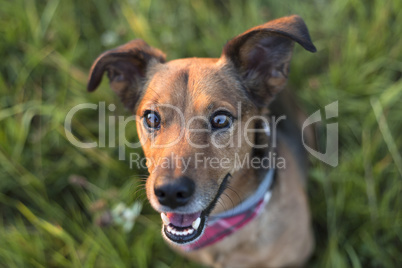 Portrait of a Terrier Dachshund Mix