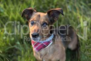 Portrait of a Terrier Dachshund Mix