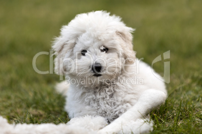 Portrait of a white Poodle puppy
