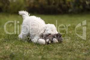 White Poodle puppy playing in the garden