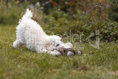 White Poodle puppy playing in the garden