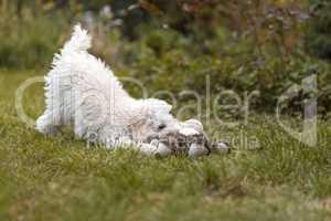 White Poodle puppy playing in the garden