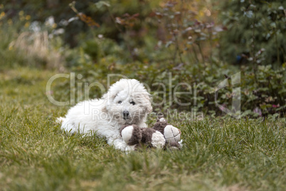 Portrait of a white Poodle puppy