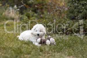 Portrait of a white Poodle puppy