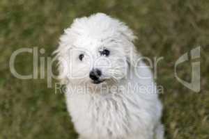 Portrait of a white Poodle puppy