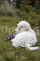 Portrait of a white Poodle puppy