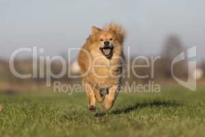 Eurasian dog runs free