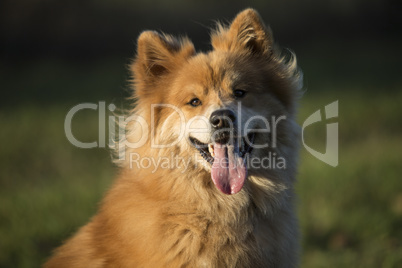 Eurasian dog