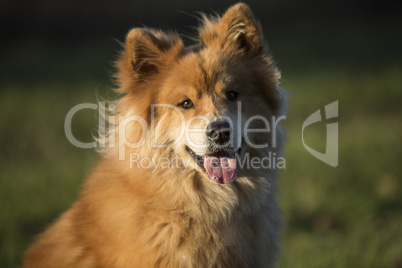 Eurasian dog