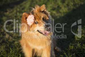 Portrait of a young Eurasian dog with flower