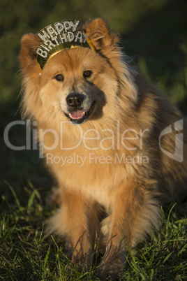 Young Eurasian male dog with happy birthday hair ripe