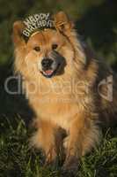 Young Eurasian male dog with happy birthday hair ripe