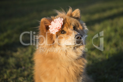 Portrait of a young Eurasian dog with flower