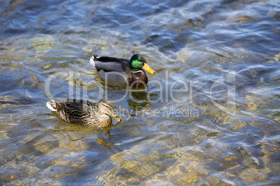 Pair of Mallard Ducks swimming in the lake