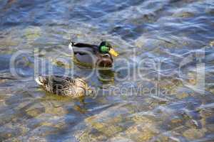 Pair of Mallard Ducks swimming in the lake