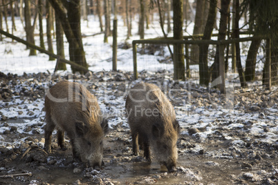 Wild boars outside in wintertime