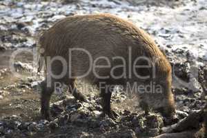 Wild boar in wintertime