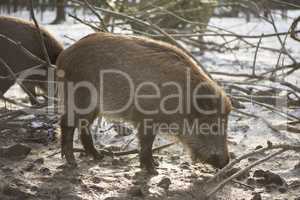 Wild boars outside in wintertime